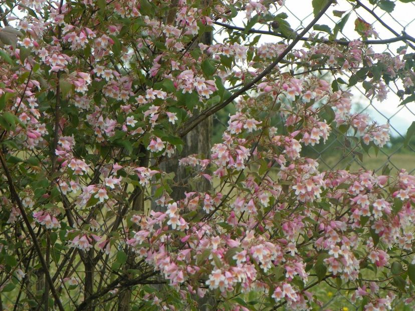 kolkwitzia amabilis Pink Cloud - Dobarland 2018 2