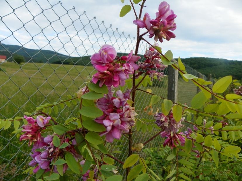 robinia hispida - Dobarland 2018 2
