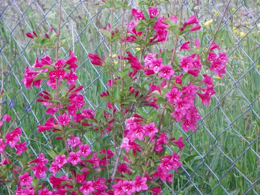 weigela Eva Rathke - Dobarland 2018 2