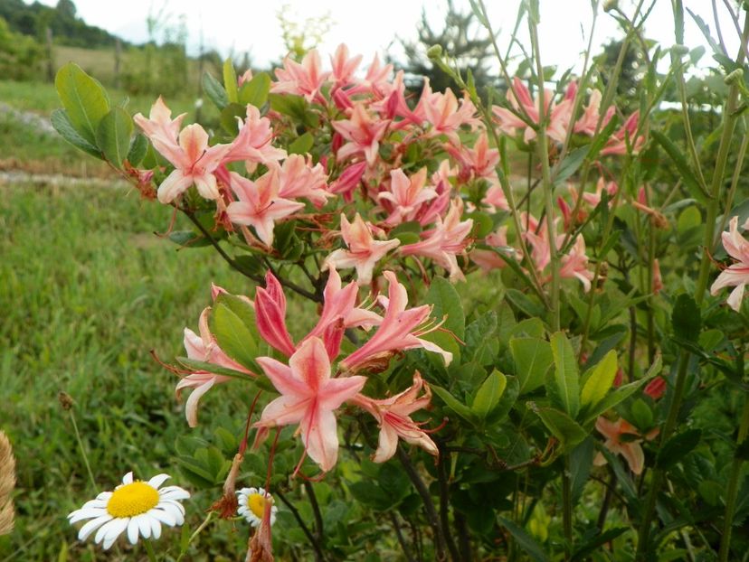 azalea Chanel - Dobarland 2018 2