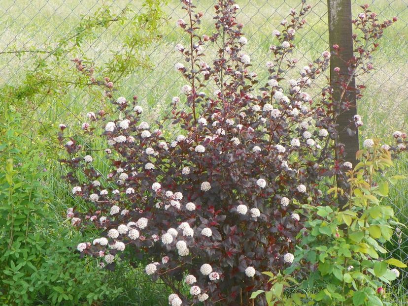 physocarpus Andree - Dobarland 2018 2