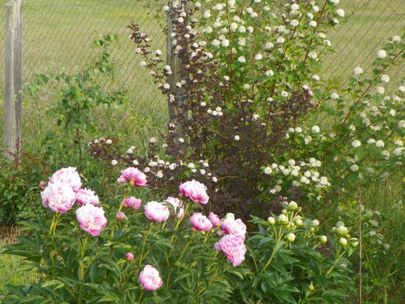 physocarpus Diabolo si Sorbet - Dobarland 2018 2