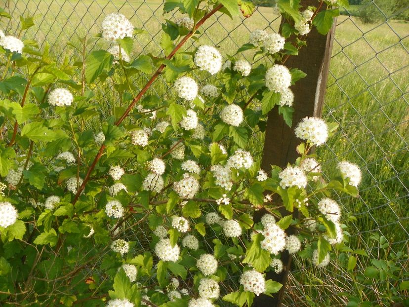 physocarpus Diabolo 2 in 1 - Dobarland 2018 2