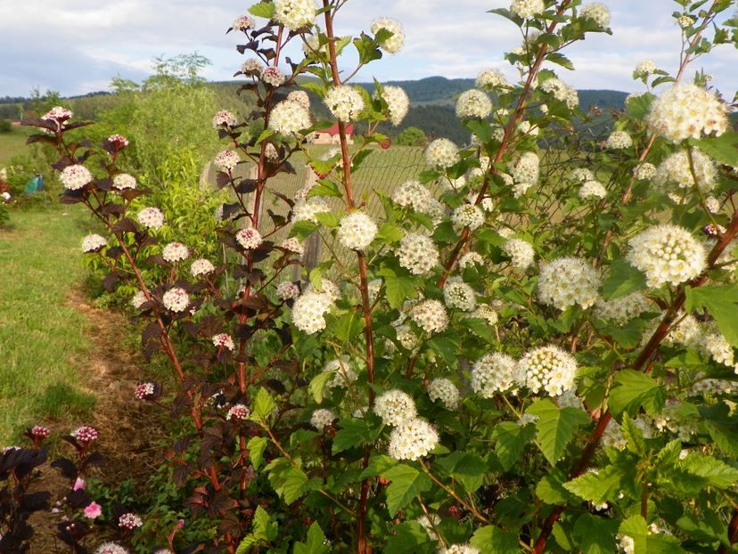 physocarpus Diabolo 2 in 1 - Dobarland 2018 2