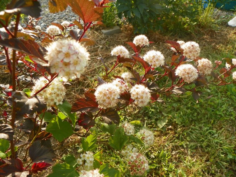 physocarpus Diabolo 2 in 1 - Dobarland 2018 2