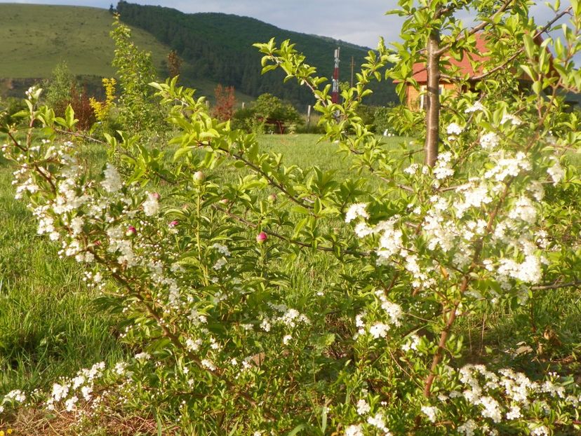 pyracantha Soleil d'Or - Dobarland 2018 2