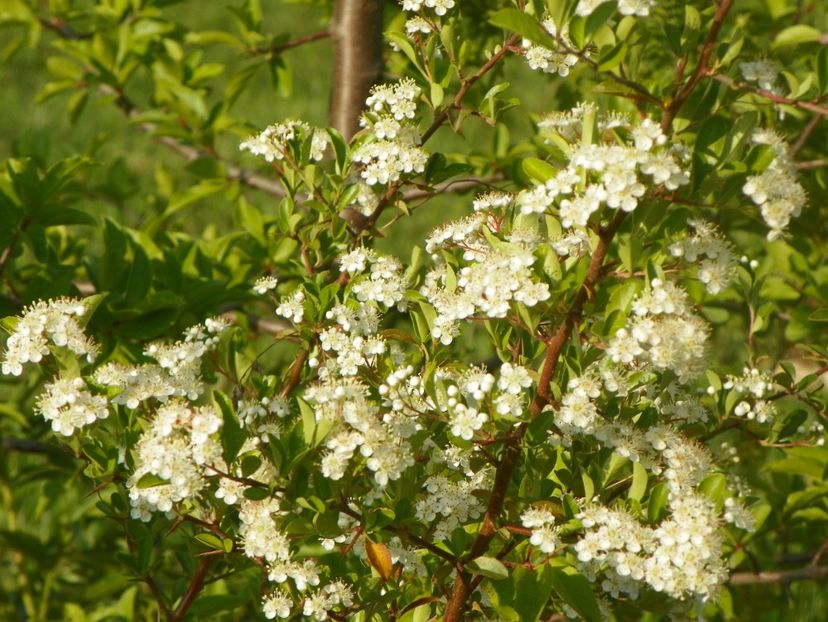 pyracantha Soleil d'Or - Dobarland 2018 2