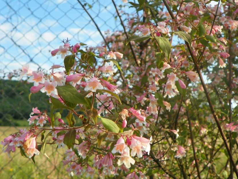 kolkwitzia amabilis Pink Cloud - Dobarland 2018 2