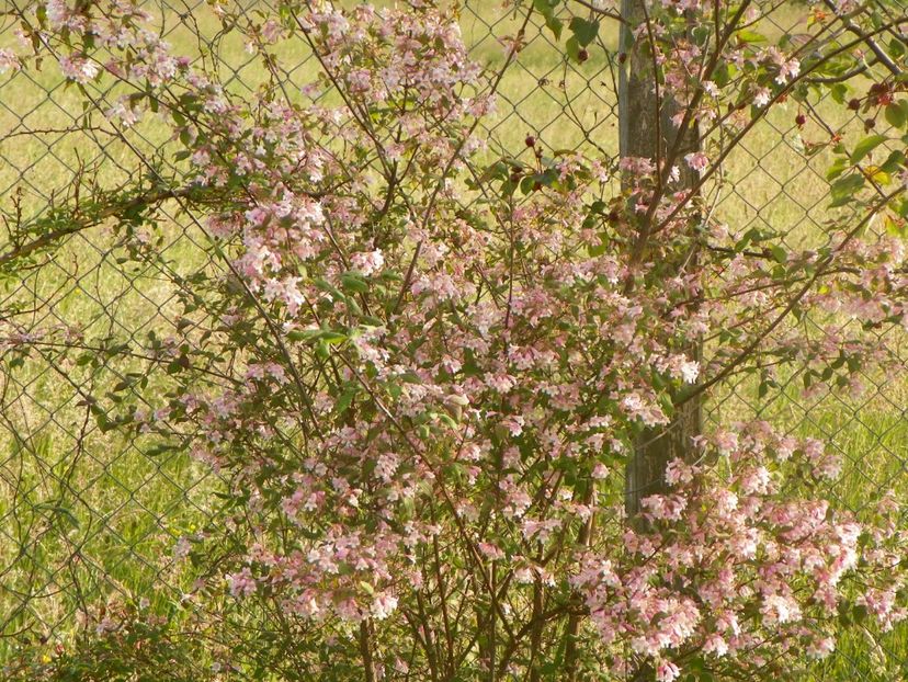 kolkwitzia amabilis Pink Cloud - Dobarland 2018 2