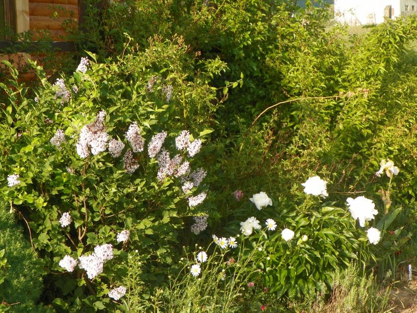 syringa Miss Kim si Boule de Neige - Dobarland 2018 2