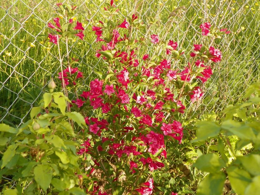 weigela Eva Rathke - Dobarland 2018 2
