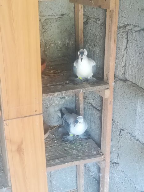  - Randunele de Saxonia