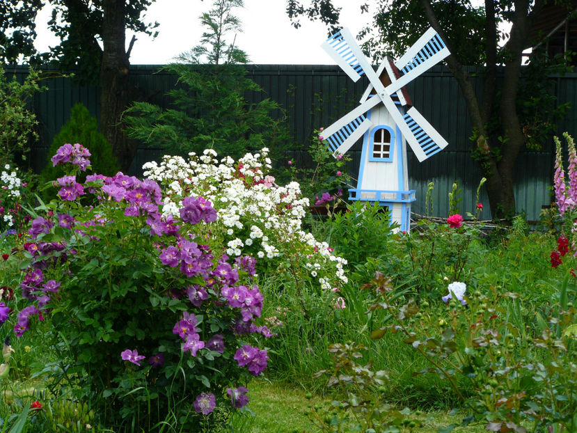 2018_ Hai ca mi-a iesit bine pana la urma ! - Z_FAVORITELE gradinii mele