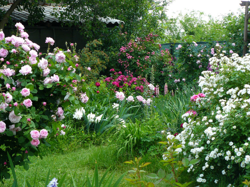 2018 - Z_FAVORITELE gradinii mele