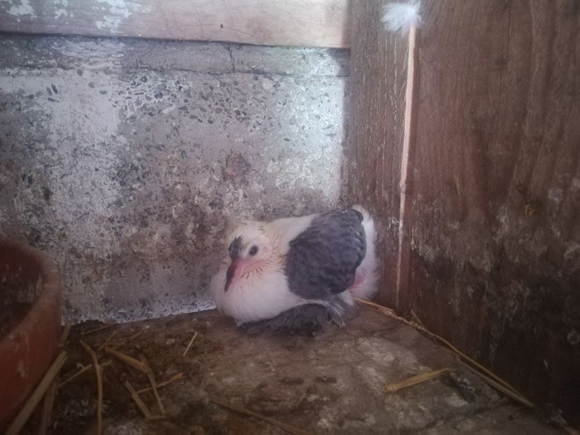  - Randunele de Saxonia