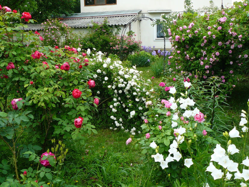 P1340346 - 2018_Mai_Trandafiri