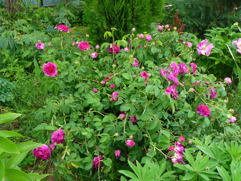 P1340354 - 2018_Mai_Trandafiri