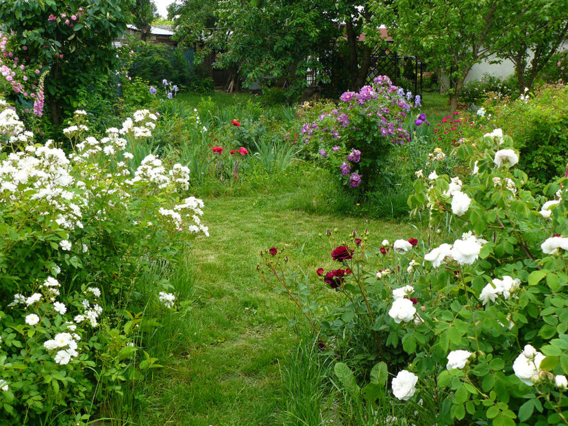 P1340357 - 2018_Mai_Trandafiri