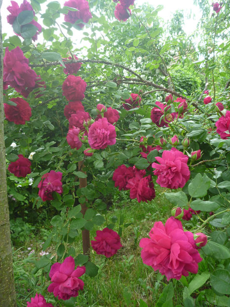 P1380677 - 2018 Trandafiri