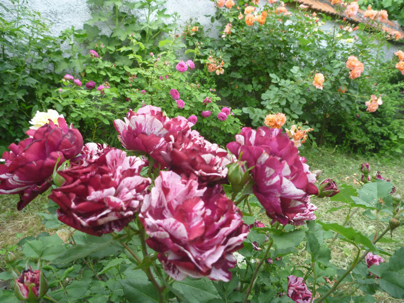 P1380763 - 2018 Trandafiri