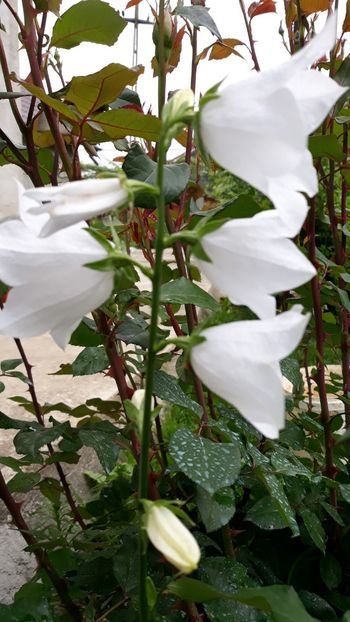  - campanula