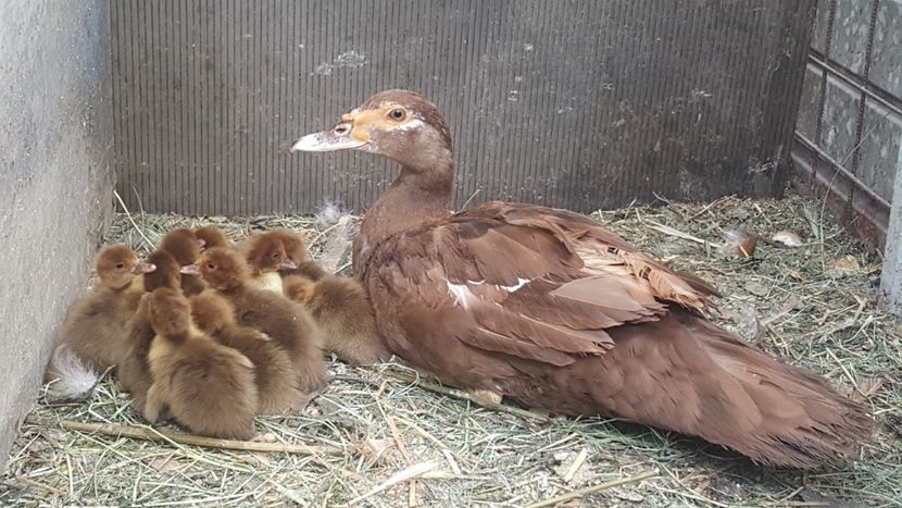  - Bomboane asortate 2018