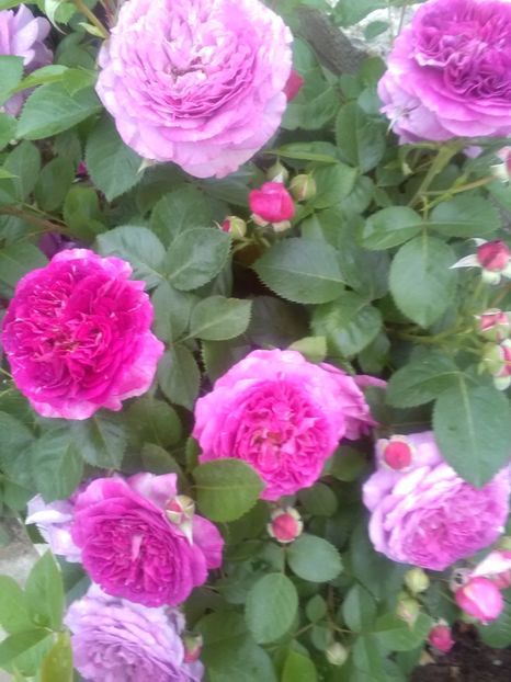  - Gradina luna mai 2018