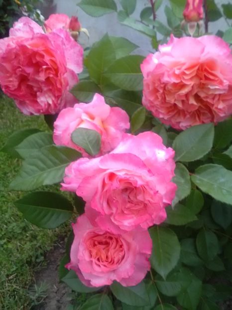 - Gradina luna mai 2018