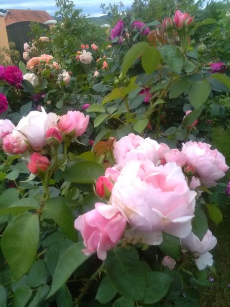  - Gradina luna mai 2018