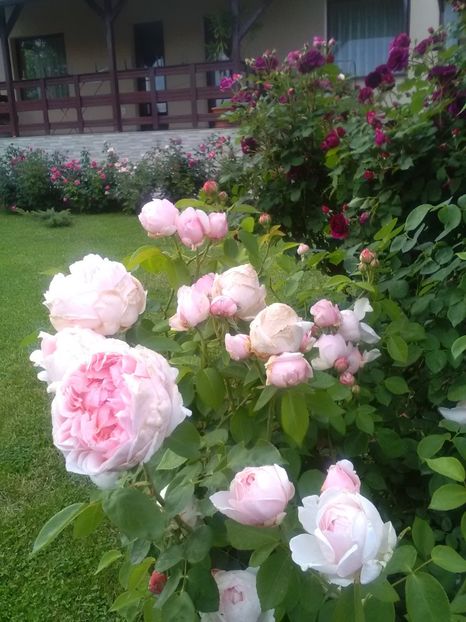  - Gradina luna mai 2018
