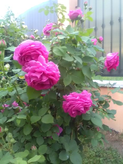  - Gradina luna mai 2018