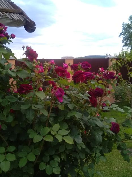  - Gradina luna mai 2018