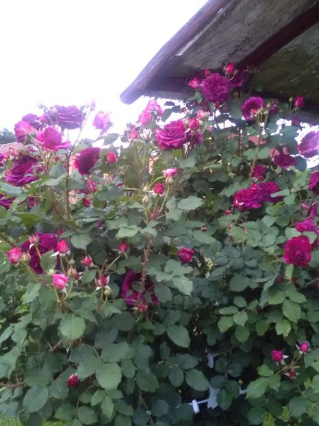  - Gradina luna mai 2018