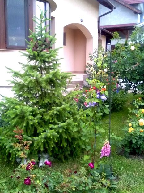  - Gradina luna mai 2018