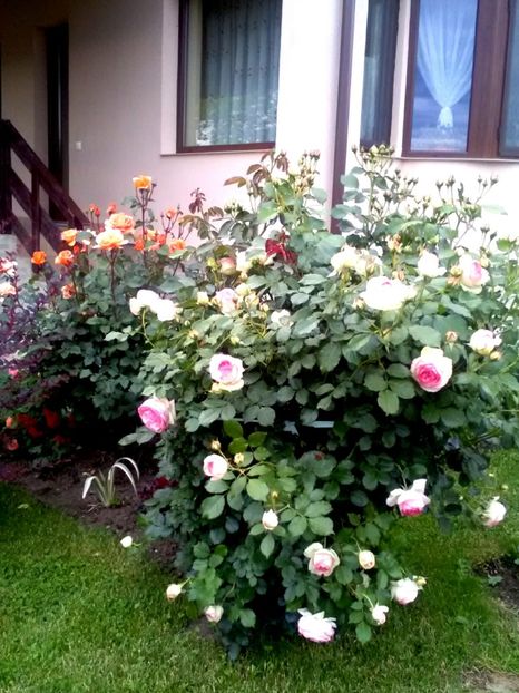  - Gradina luna mai 2018