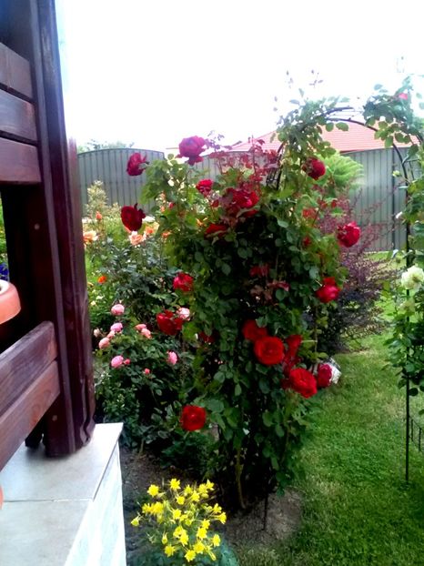  - Gradina luna mai 2018