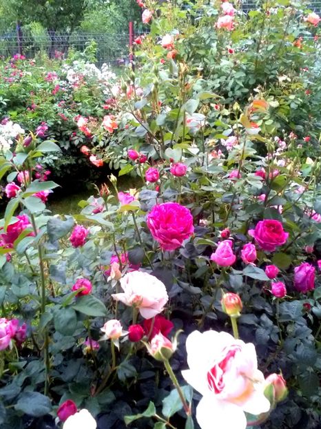  - Gradina luna mai 2018