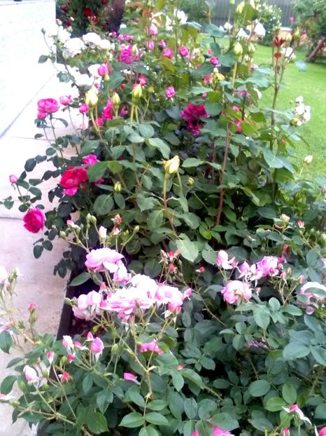  - Gradina luna mai 2018