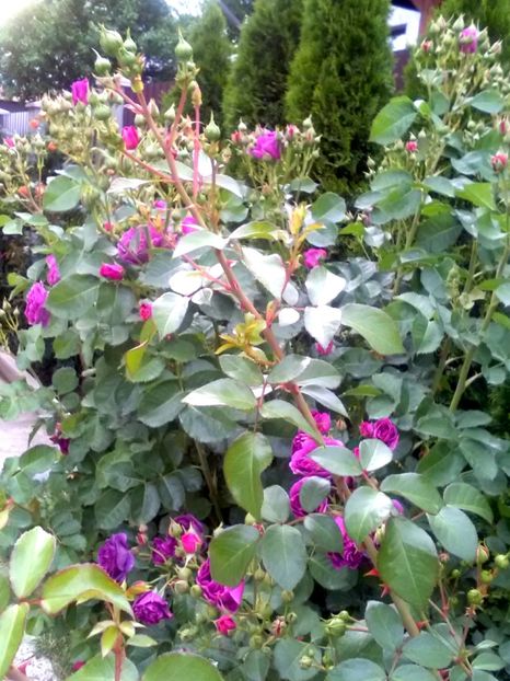  - Gradina luna mai 2018