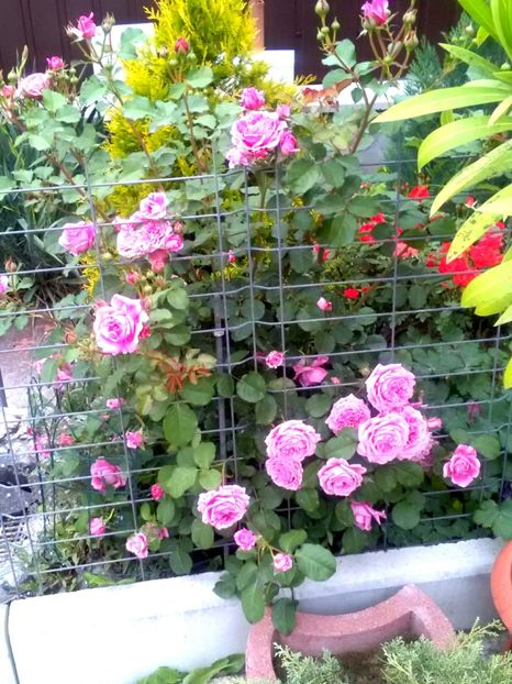  - Gradina luna mai 2018