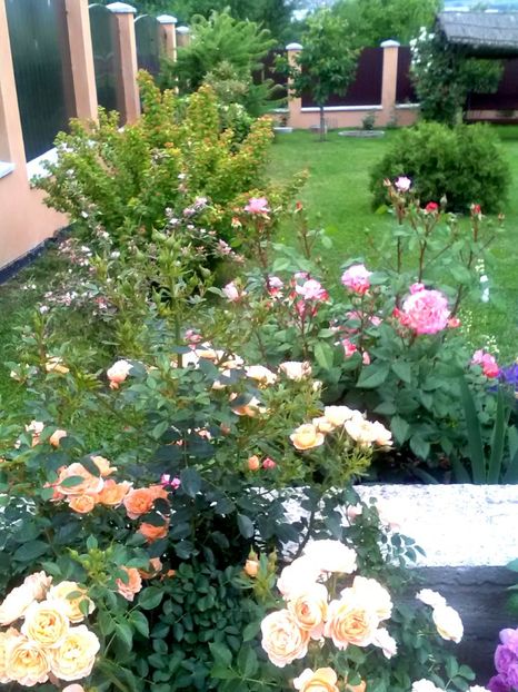  - Gradina luna mai 2018