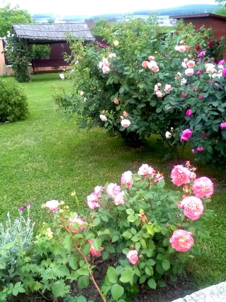  - Gradina luna mai 2018