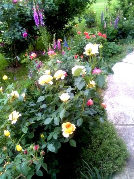  - Gradina luna mai 2018