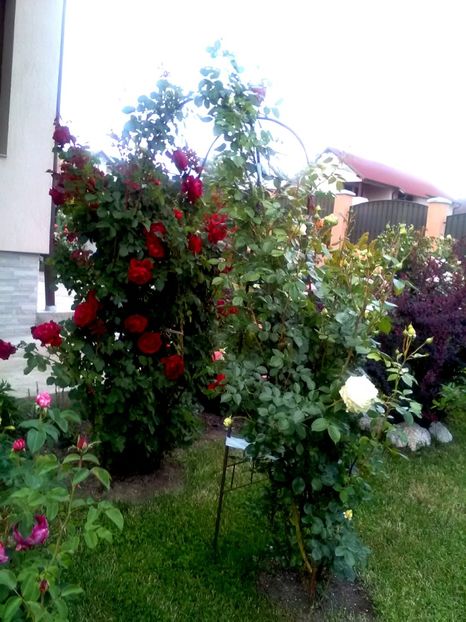  - Gradina luna mai 2018