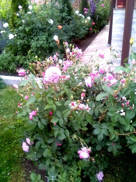  - Gradina luna mai 2018