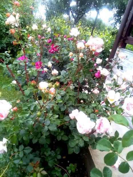  - Gradina luna mai 2018