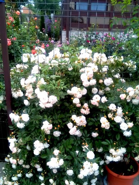  - Gradina luna mai 2018