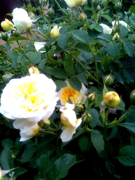  - Gradina luna mai 2018