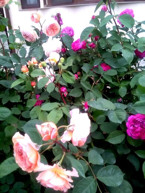  - Gradina luna mai 2018