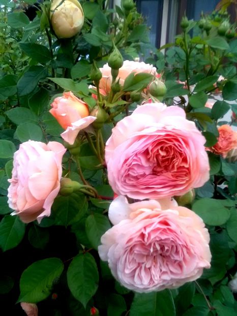  - Gradina luna mai 2018